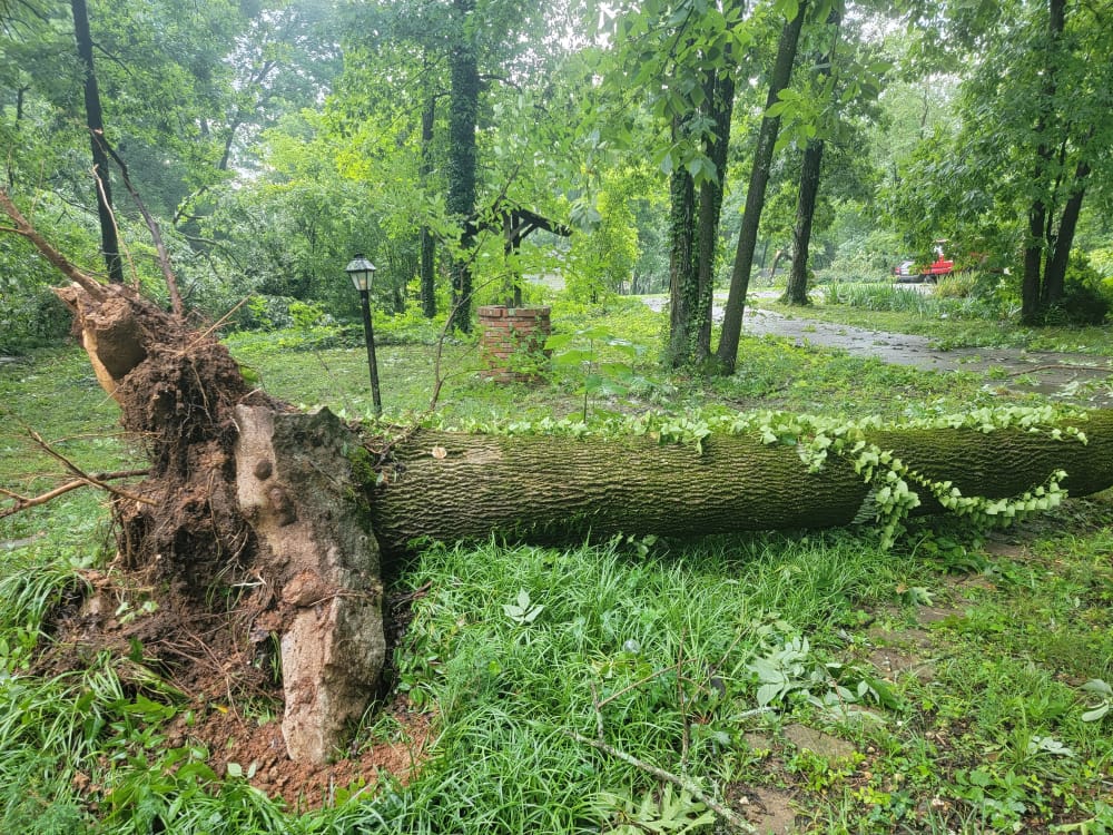 Storm Cleanup